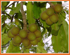 Shea fruit