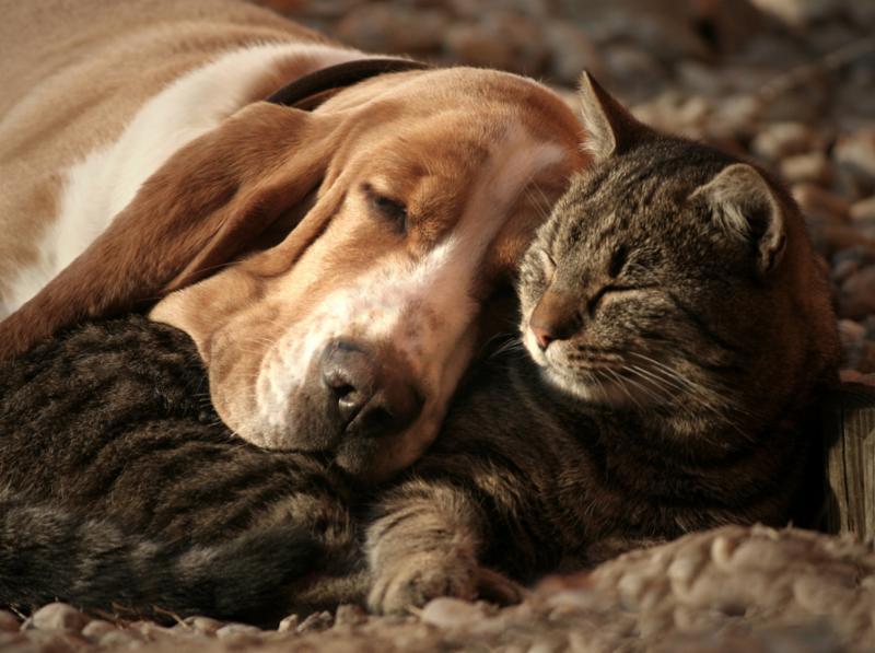 cat_pillow_dog_blanket.jpg