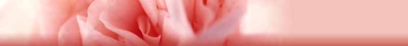 pink-rose-banner.jpg