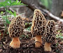 MORELS!!