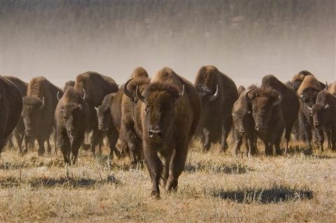 buffalo roundup SD Tourism