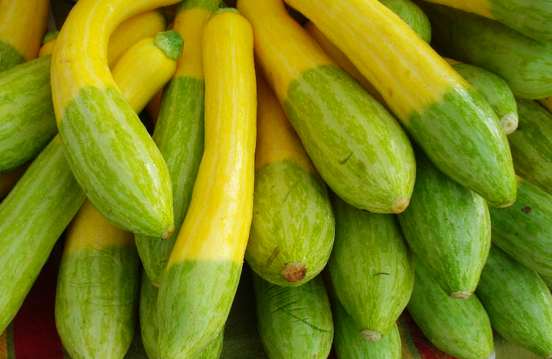 zephyr squash