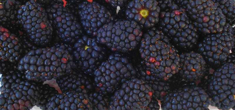 blackberries