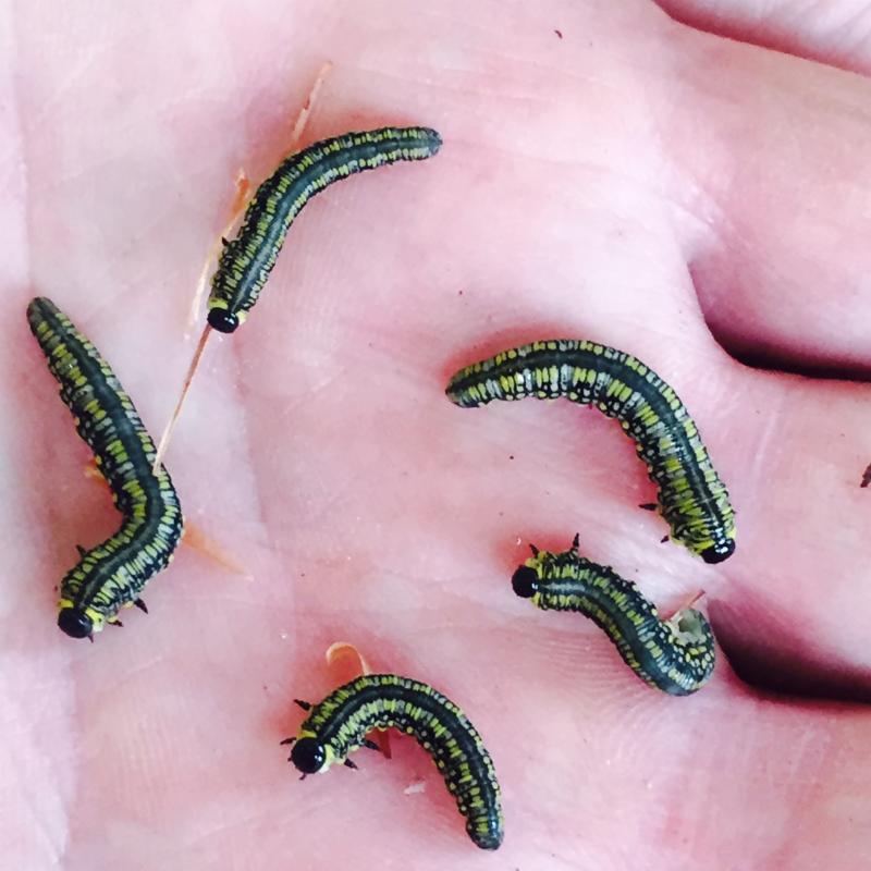 Pine Sawfly Larvae Sandy