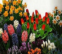 fall bulbs