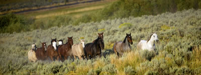 wild-horses-banner.jpg