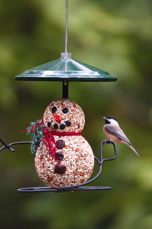 November Nature News from Wild Birds Unlimited at Moana Nursery