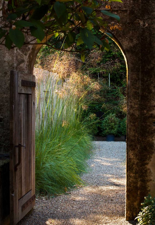 Stipa gigantea