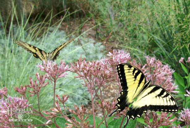 Grasses & Sedges for pollinators