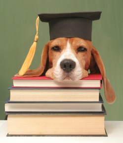 dog.grad