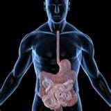 Gut