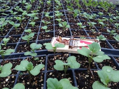Seedlings