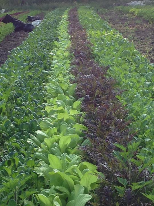 Rows of greens