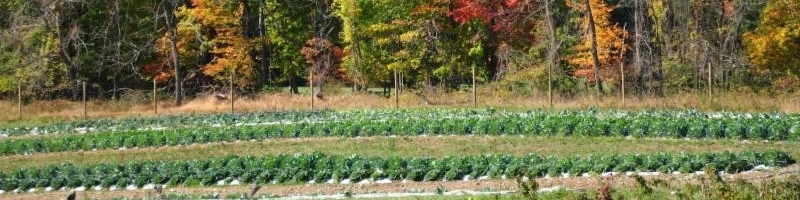 Pennypack Pickings