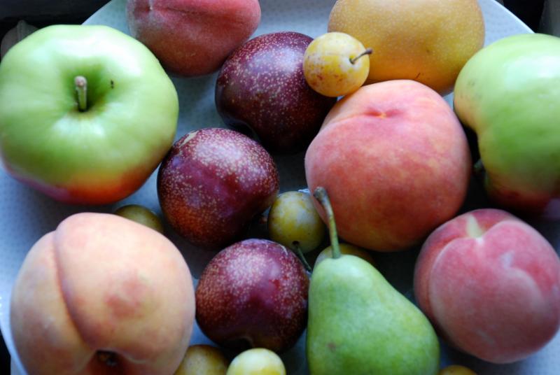 North Star Fruit Share