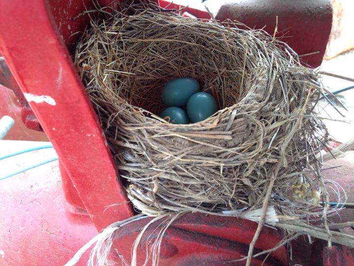 Robins nest