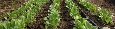 Seedling Rows banner