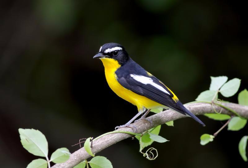 yellow_rumped_flycatcher.jpg