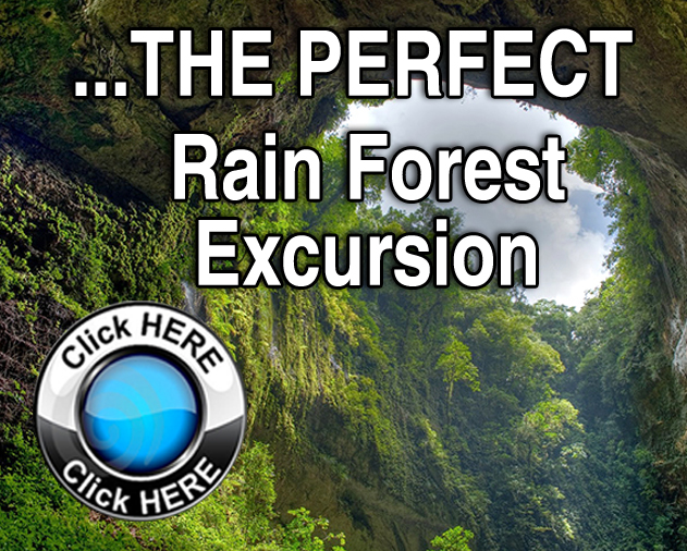 PerfectRainForest