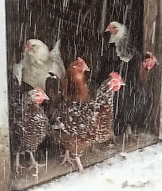 chickens