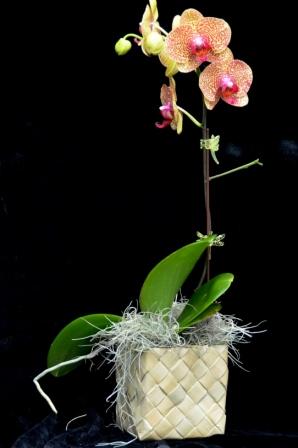 single orchid basket