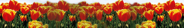 bright-field-flowers.jpg
