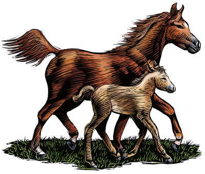 mare-foal-illustration.jpg