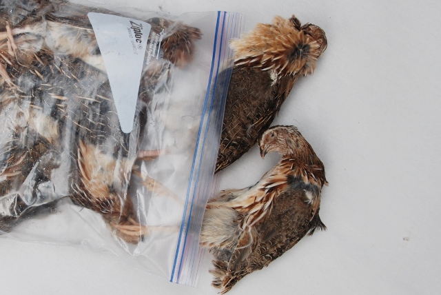 Frozen Quail