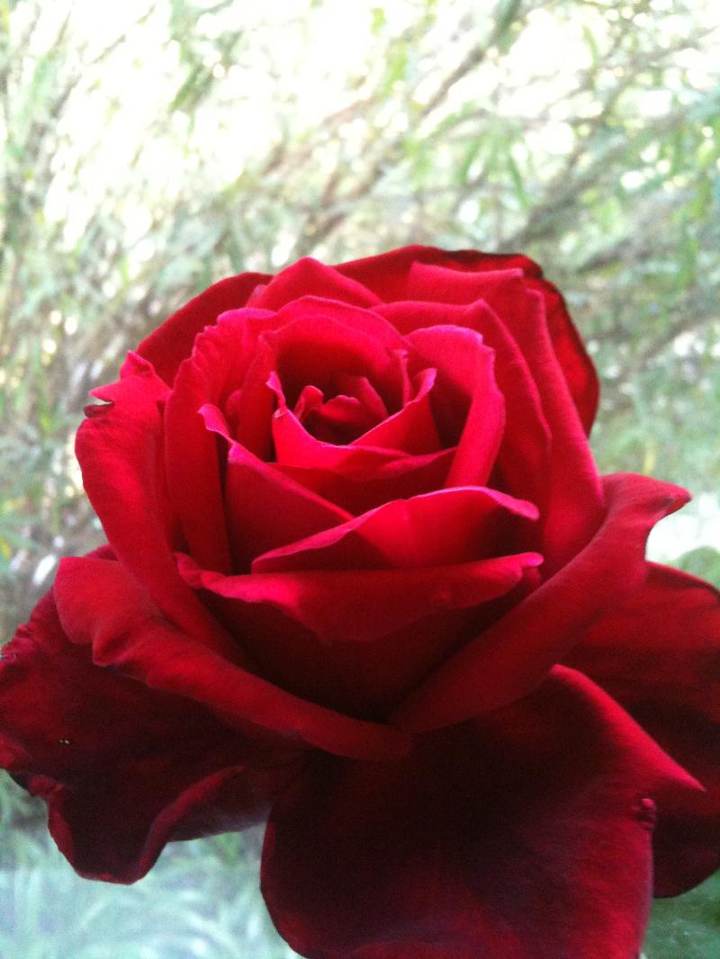 Red Rose