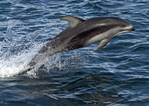 dolphin