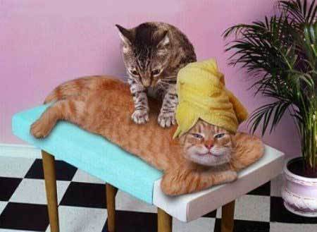 cat massage