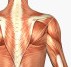 Anatomy