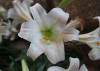 Easter Lillies