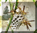 wasp