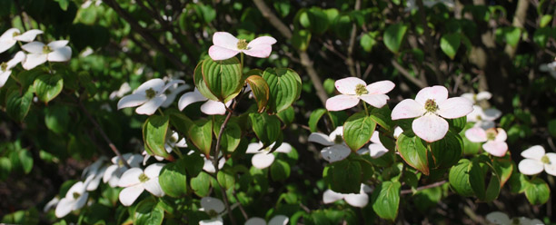 cornus kousa 'Heart Throb'