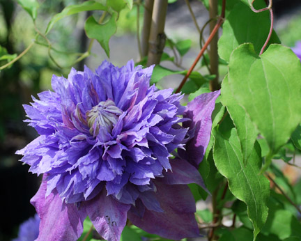 Diamantia Clematis