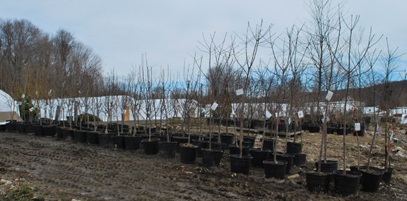 Fruit Trees