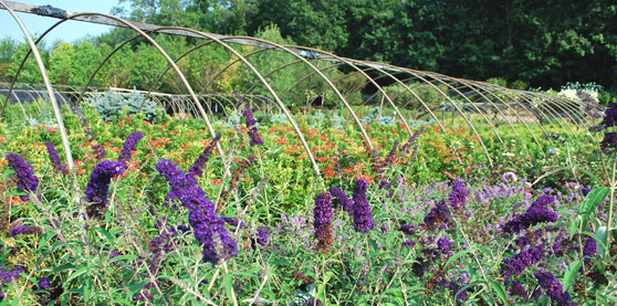 Butterfly Bush in bloom