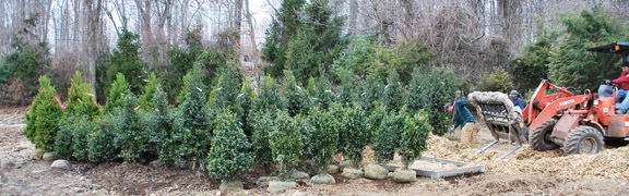 Blue B&B Holly