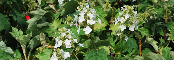 Oakleaf Hydrangea Snow Queen