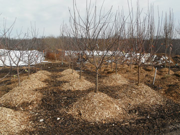 Edible apples fresh dug from our Watertown Farm