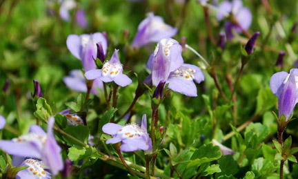 Closeup of Mazus reptans