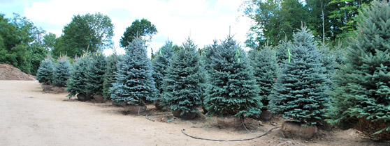 Fresh off the truck, Colorado Spruce