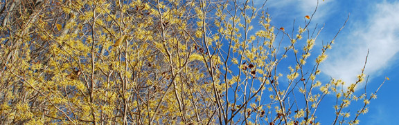 Hamamelis virginiana