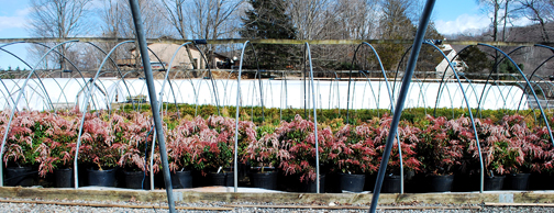 Dorothy Wykoff Pieris