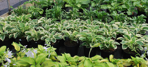 Hosta Fragrant Dreams