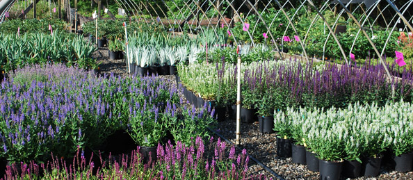 Salvia in full bloom