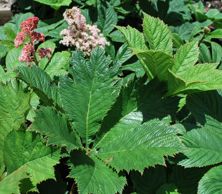 Large leaf foliage