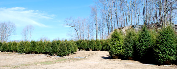 Norway Spruce