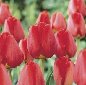 Apeldorn Tulip